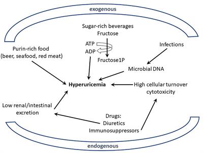 Where Epigenetics Meets Food Intake: Their Interaction in the Development/Severity of Gout and Therapeutic Perspectives